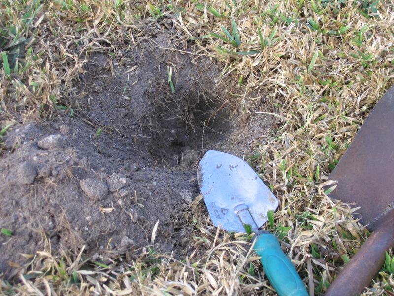 Installing a starter burrow on your front lawn.