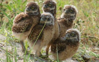 Cape Coral works to protect burrowing owls as nesting season begins