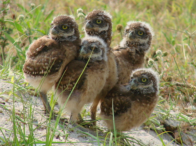 Cape Coral works to protect burrowing owls as nesting season begins