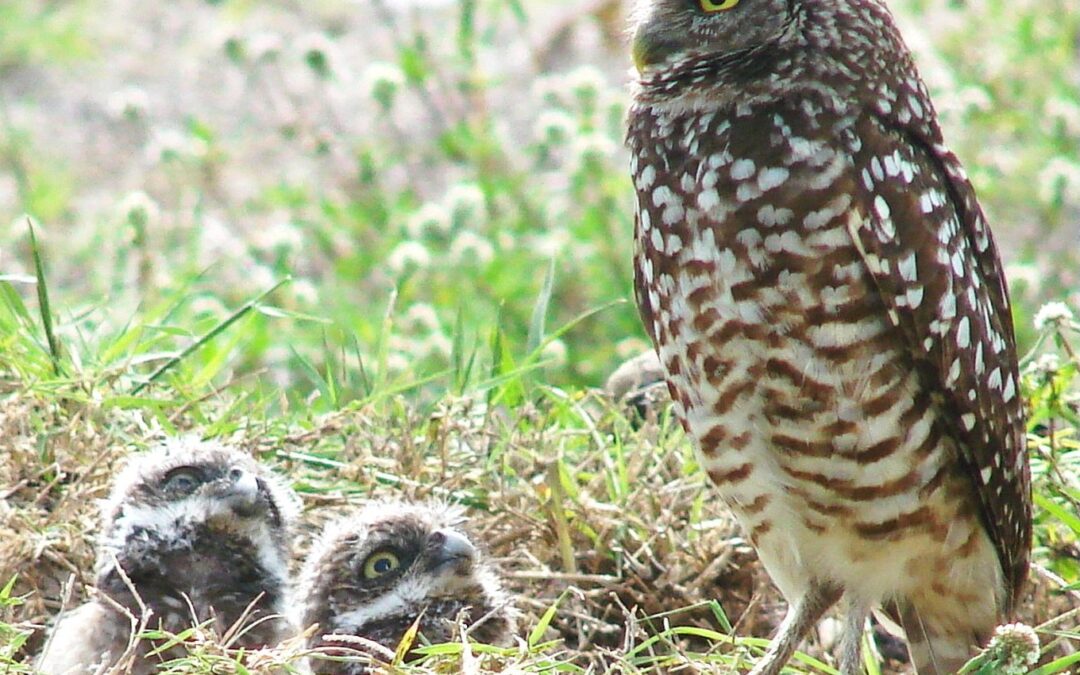 Burrowing Owl Advocacy