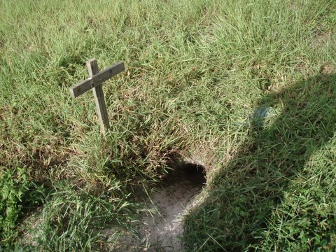 Burrow entrance after cleaning