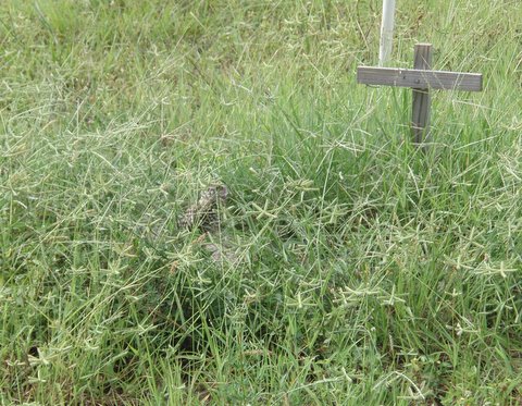 Burrowing owl at overgrown burrow