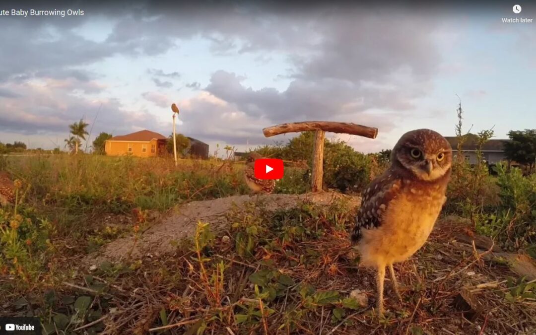 Burrowing Owl Videos