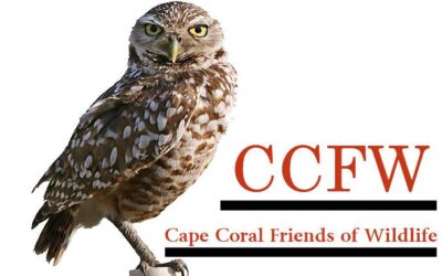 Thousands of dollars raised to protect burrowing owls at annual Cape Coral festival