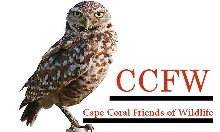 Thousands of dollars raised to protect burrowing owls at annual Cape Coral festival
