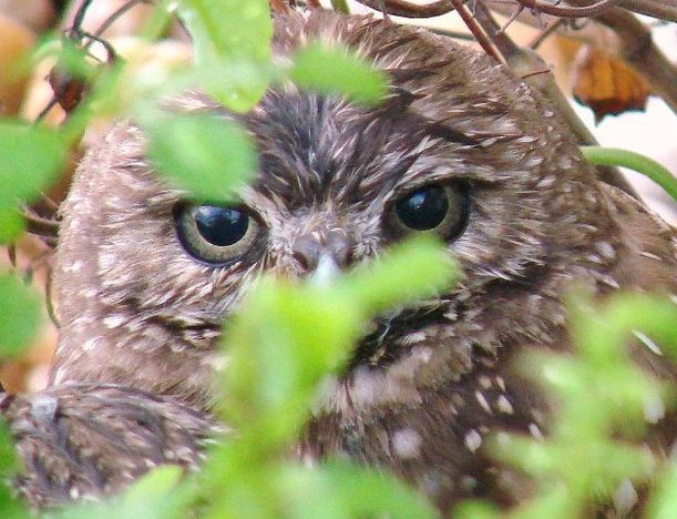 Burrowing Owl Viewing Etiquette