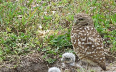 Nesting season underway for Cape Coral burrowing owls