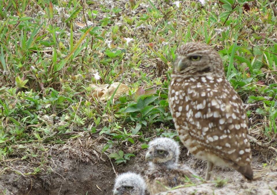 Nesting season underway for Cape Coral burrowing owls