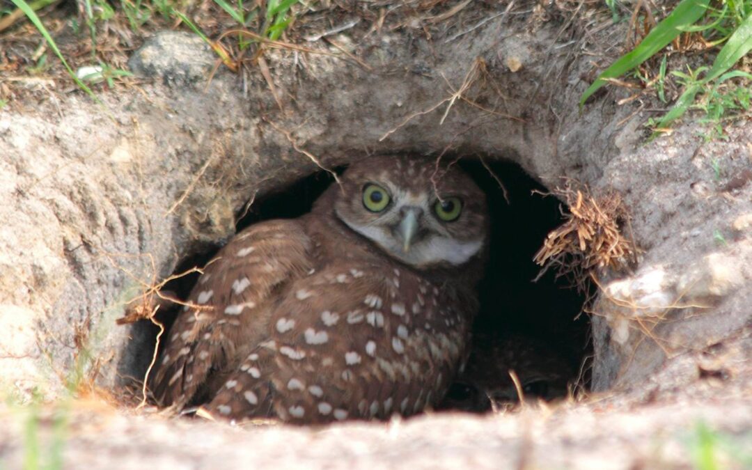 Burrowing Owl