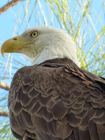 bald eagle