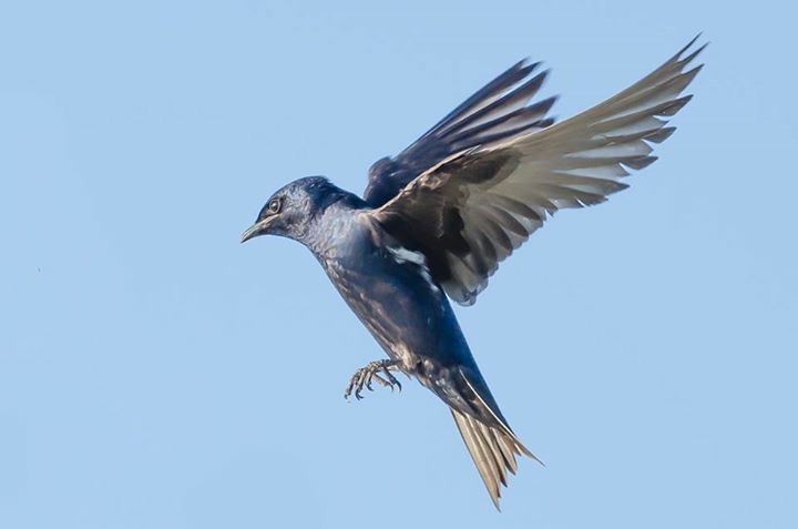 Purple Martin