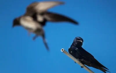 Purple martins setting up house in Cape Coral on annual migration