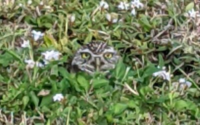 Beloved Cape Coral burrowing owl dies from suspected rat poison