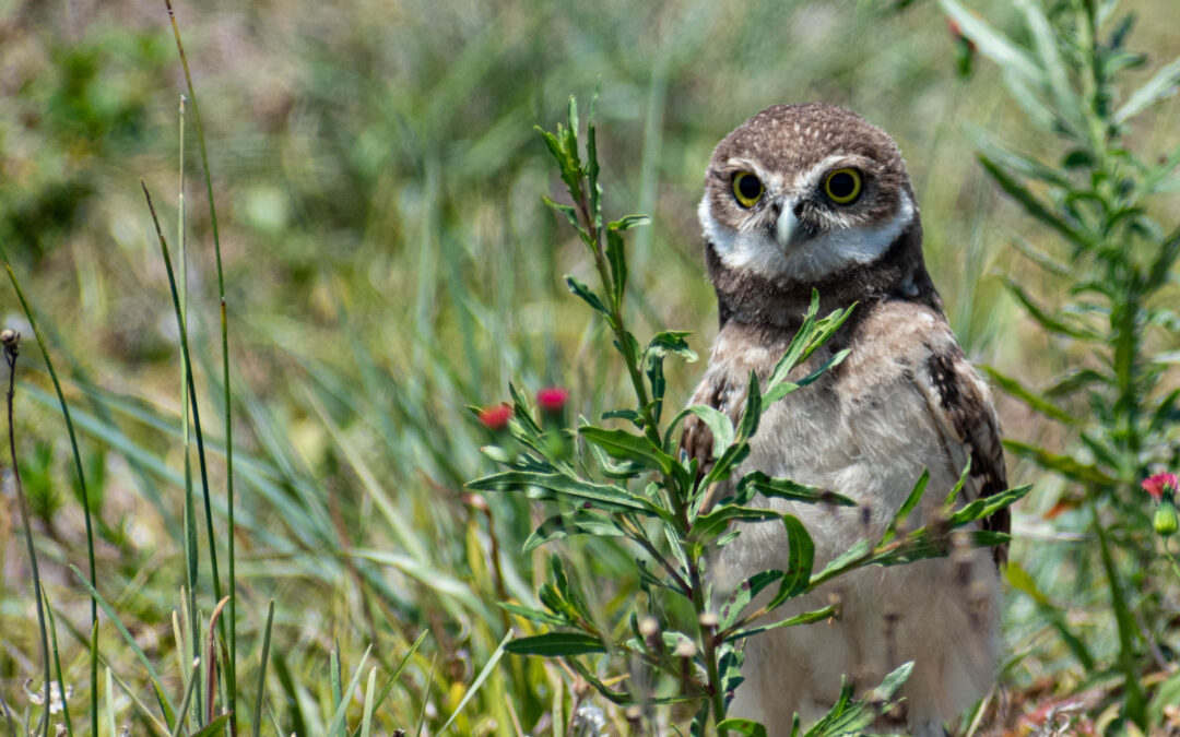 2021 Burrowing Owl Photo Contest Submissions