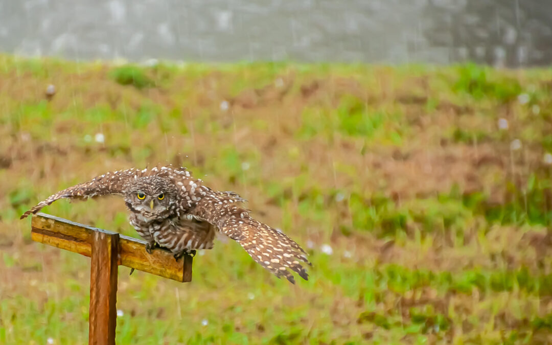 Cape Coral homeowner volunteers making burrowing owl perches by the thousands