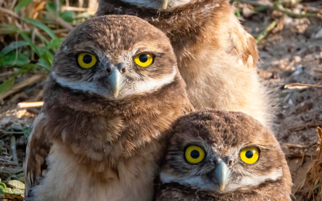 2021 Burrowing Owl Photo Contest
