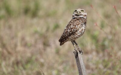 Ground Owl will predict the weather for Southwest Florida