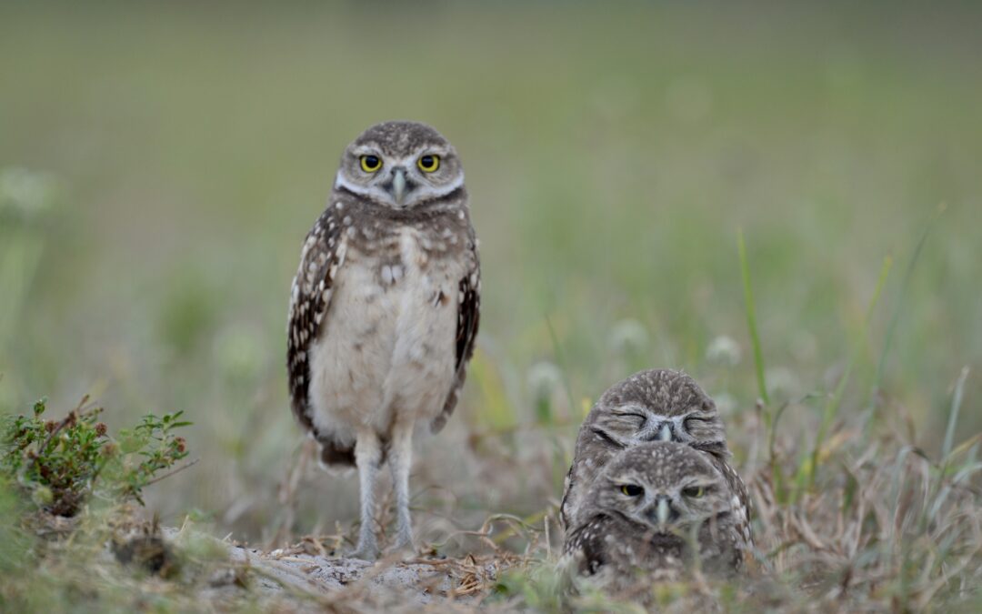 Burrowing owl population might be declining in Cape