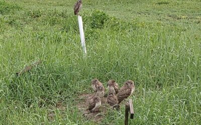 Cape Coral spends $200k protecting owl nests