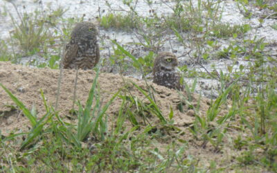 Trick-or-Treaters run over, trample several owl burrows, conservation group says