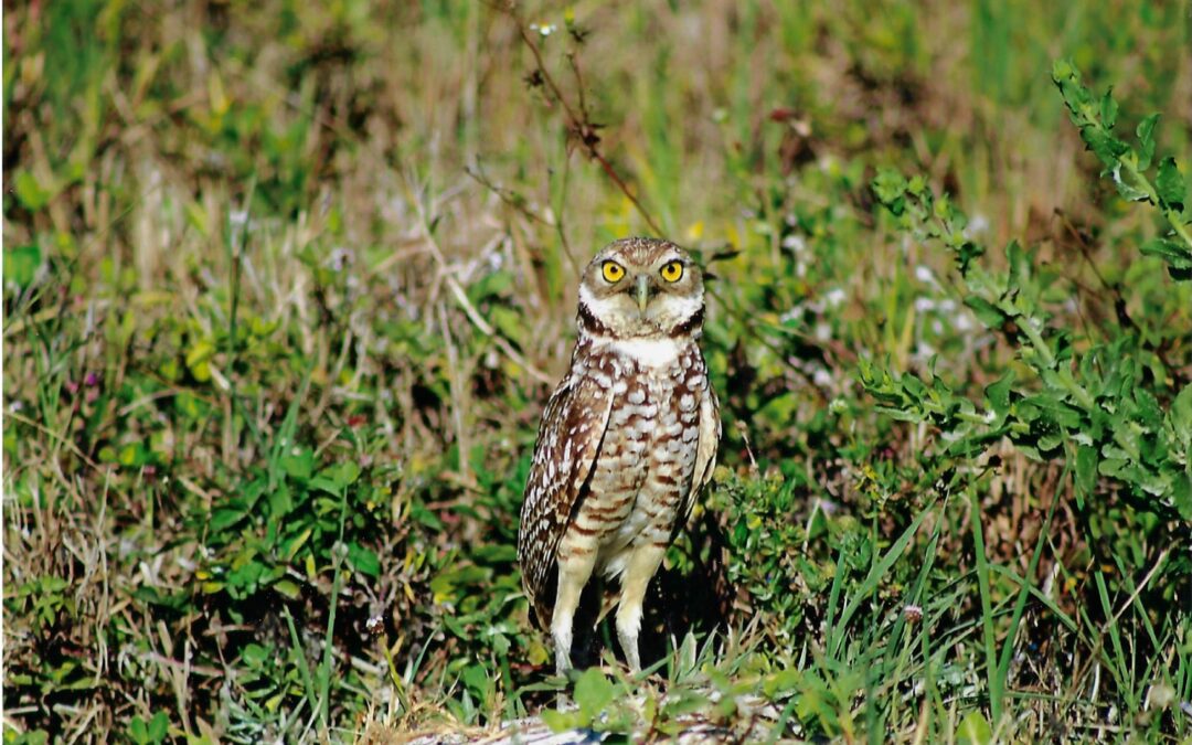 Burrowing owls displaced from habitats by developers in Fort Myers