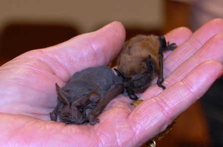 Brazilian Free Tail and Evening Bats