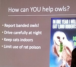 How can YOU help owls
