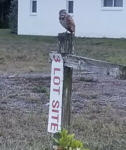 Owl on 3 lot site sign