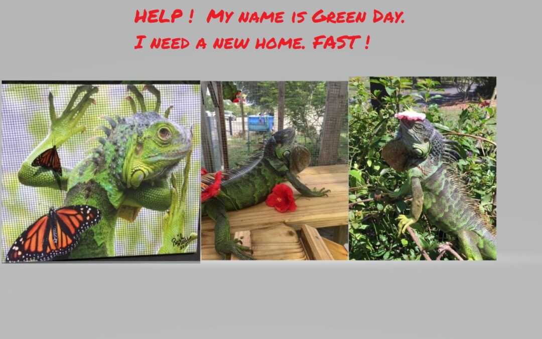 Fight to save Green Day the Iguana’s life