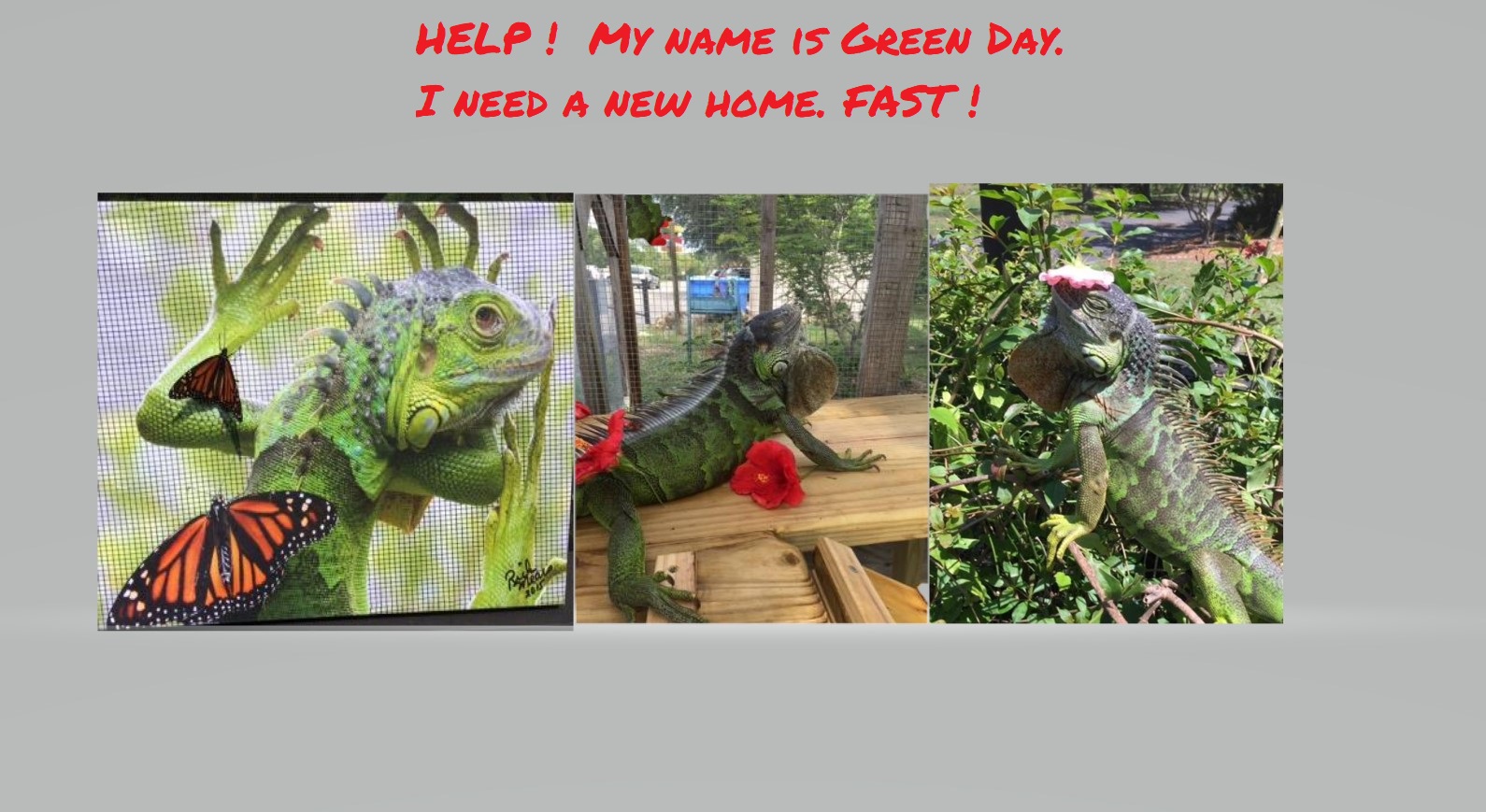 Please help CCFW fund a new cage for me to comply with new FWC requirements.  
