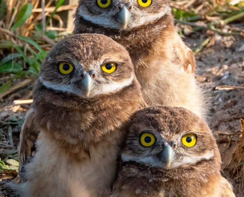 CCFW’s annual Burrowing Owl Photo Contest