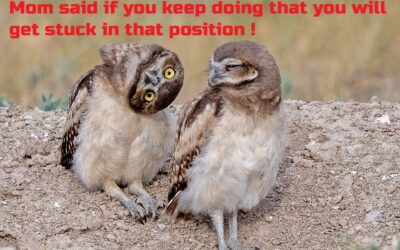 Funny Owl Images