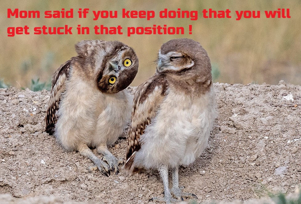 Funny Owl Images