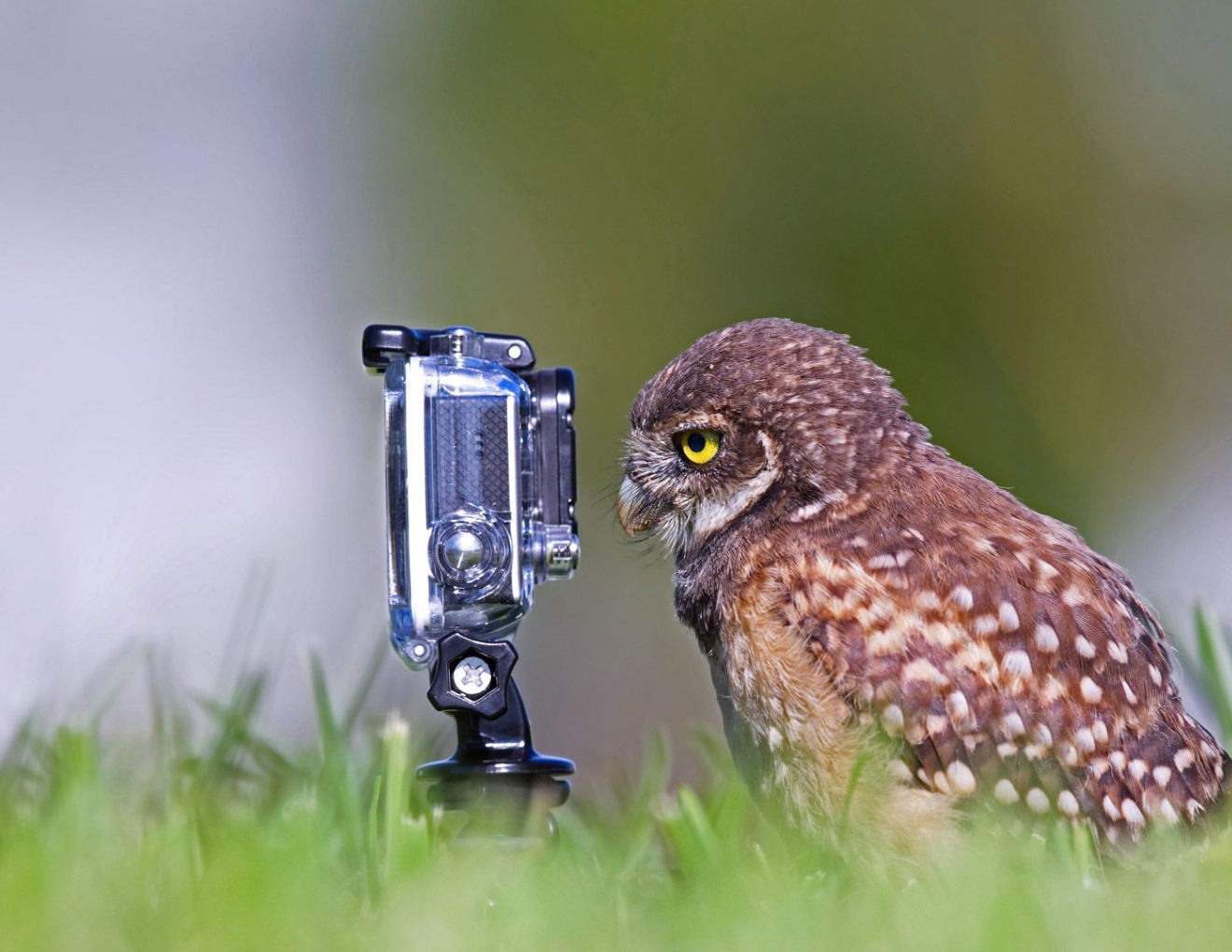 owl and gopro