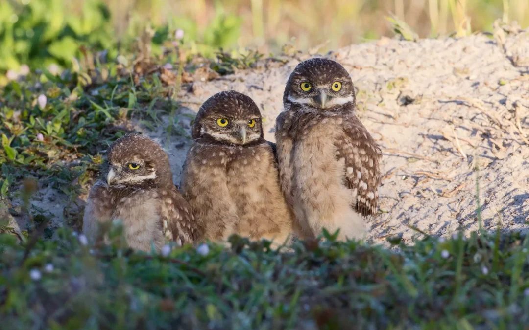 Q&A about the Burrowing Owl Status