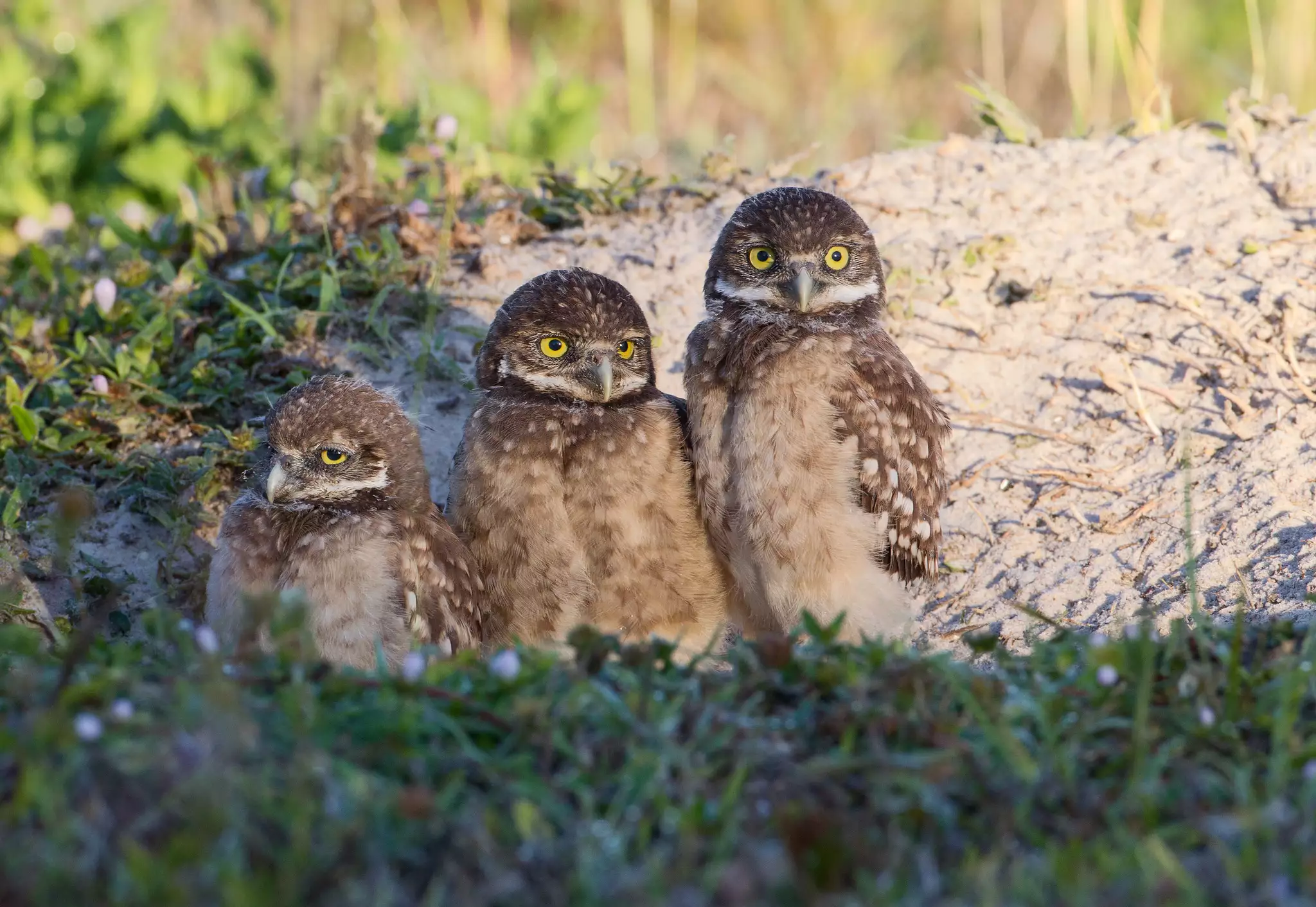 three_burrowing_owls