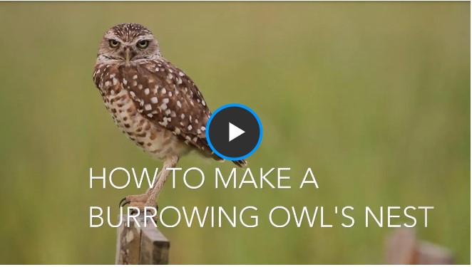 owl video for article