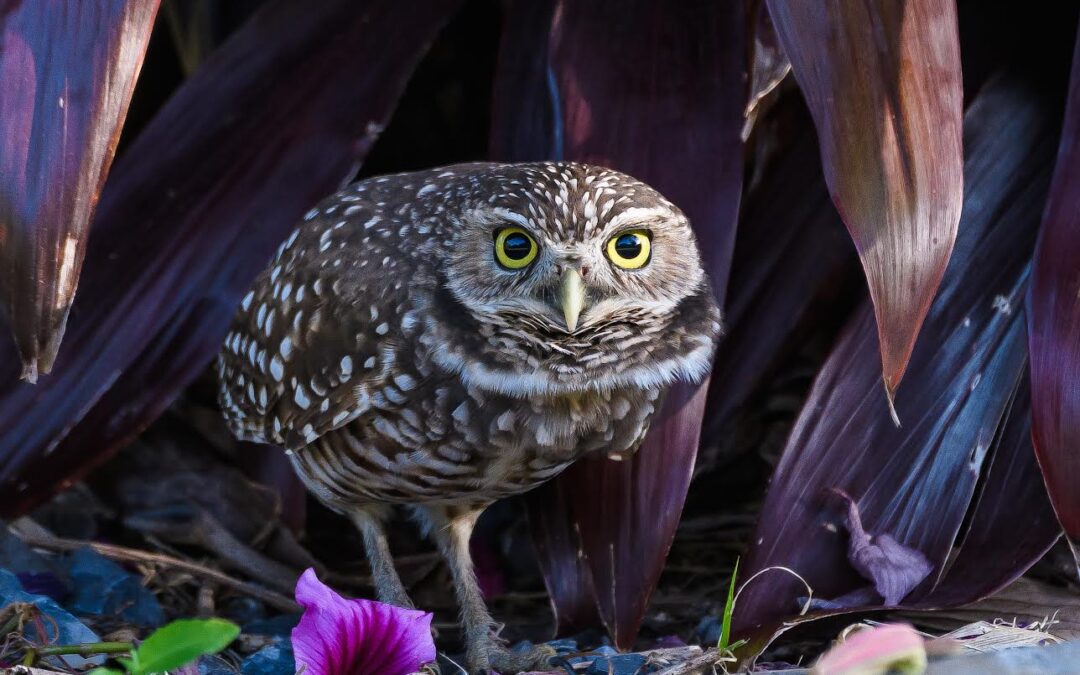 2023 Burrowing Owl Photo Contest