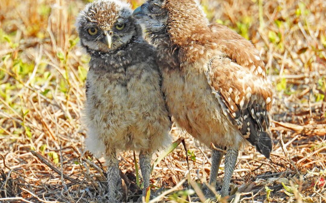 Cape Coral Wildlife