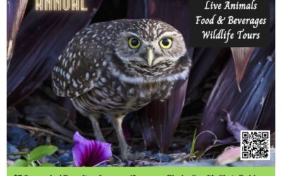 Cape Coral Friends of Wildlife to Host 22nd Annual Burrowing Owl Festival