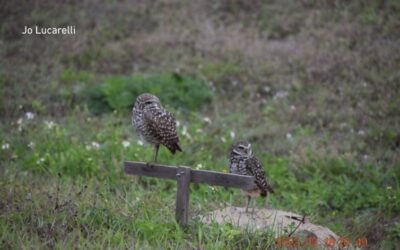 Burrowing owl dies in Cape Coral