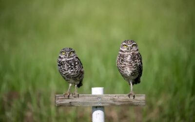 Looking for a unique gift? How about adopting a burrowing owl