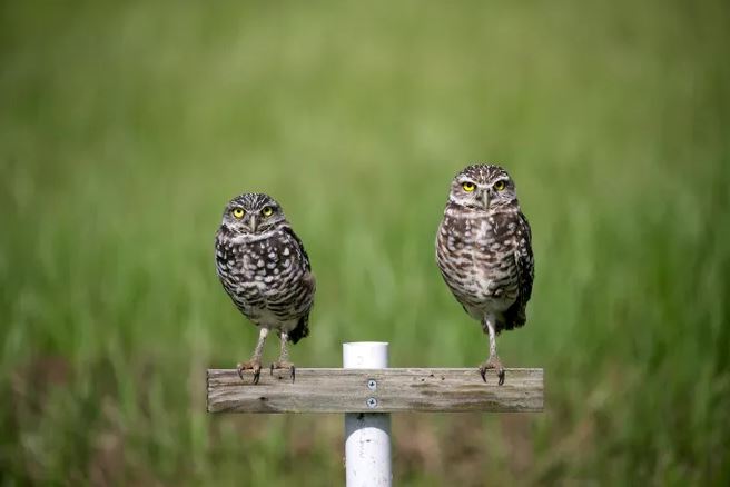 Looking for a unique gift? How about adopting a burrowing owl
