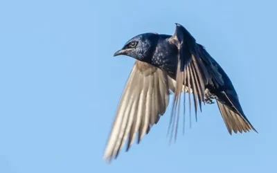 Cape Coral’s purple martins: What you should know about these peculiar part-time residents