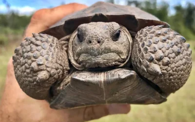 Conservationists say they were blindsided by gopher tortoise waiver benefitting developers