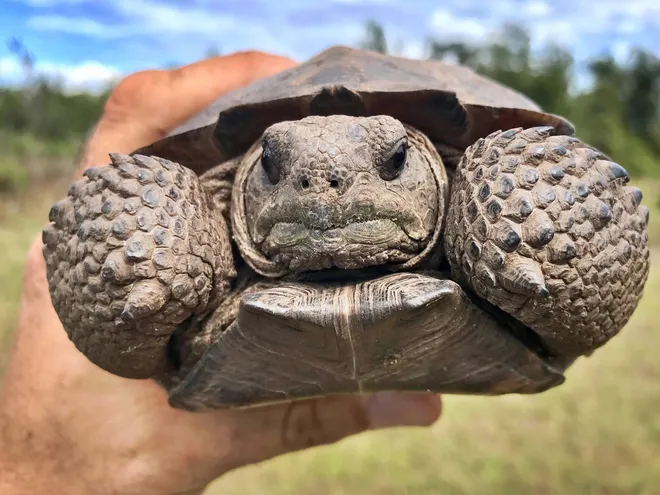 Conservationists say they were blindsided by gopher tortoise waiver benefitting developers