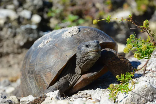 Buried alive? Gopher tortoise burrows collapsed in Lehigh Acres; major work halted 30 days