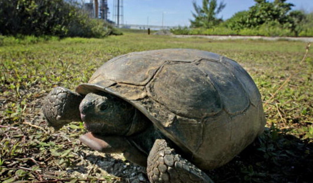 US wildlife officials deny increased gopher tortoise protections