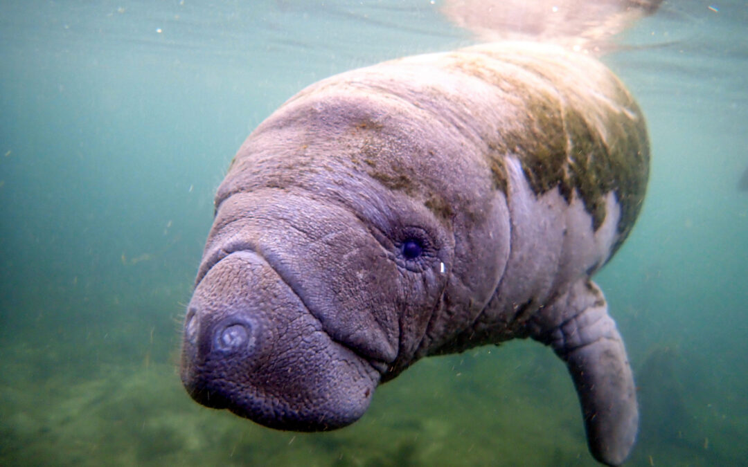 Manatee