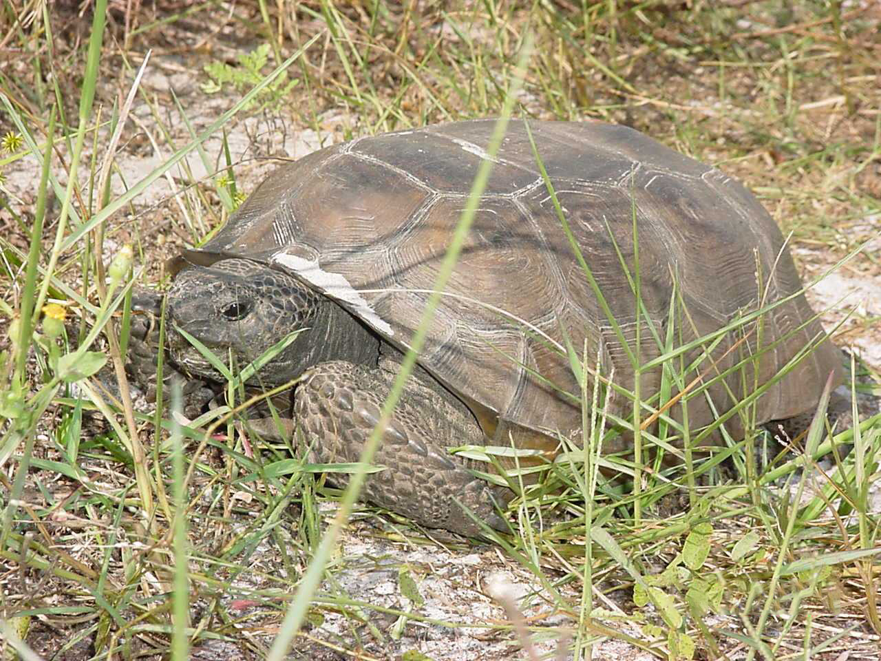 Cape Coral Wildlife | Cape Coral Friends of Wildlife